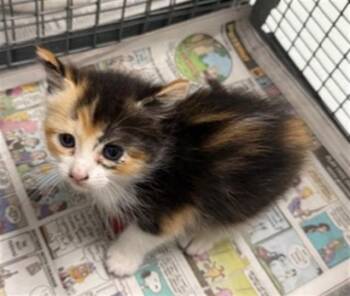 Domestic Short Hair Cats Available for Adoption in Pasadena, Texas - A184463 | PetCurious
