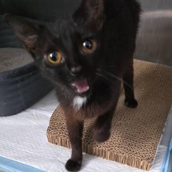 Domestic Short Hair Cats Available for Adoption in Richmond Hill, Georgia - Whisper | PetCurious
