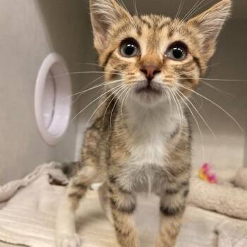 Brandon -  Domestic Short Hair Cat for Adoption in Dayton, Ohio - Brandon | PetCurious