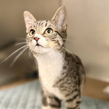 Milo -  Domestic Short Hair Cat for Adoption in Jackson Township, New Jersey - Milo | PetCurious