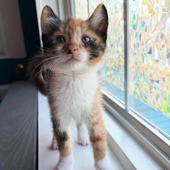 Muffin -  Domestic Short Hair Cat Available for Adoption in Asheville, North Carolina - Muffin | PetCurious