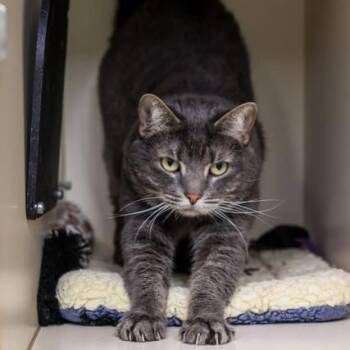 Queen Latifah -  Domestic Short Hair Cat for Adoption in Los Angeles, California - Queen Latifah | PetCurious