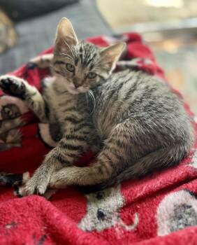 Muenster (The Cheese Litter) -  Domestic Medium Hair Cat for Adoption in Mattoon, Illinois - Muenster (The Cheese Litter) | PetCurious