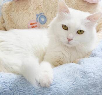Kumo can
