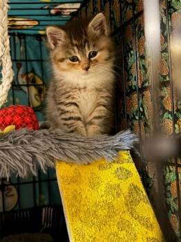 Willow -  Domestic Short Hair Cat for Adoption - Willow | PetCurious