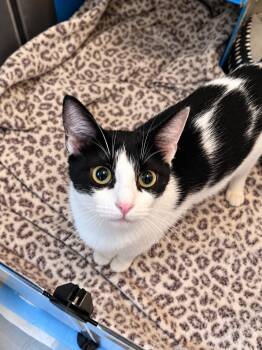 Eclair -  Domestic Short Hair Cat for Adoption in Victor, New York - Eclair | PetCurious