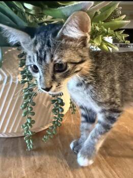 Tater bonded Tot -  Domestic Short Hair Cat for Adoption in Scottsdale, Arizona - Tater Bonded Tot | PetCurious
