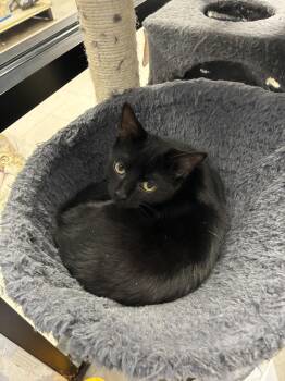 Zombie -  Domestic Short Hair Cat for Adoption in Richmond, Virginia - Zombie | PetCurious