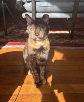 Rescue Domestic Short Hair Cats for Adoption in Philadelphia, Pennsylvania - Dolly Conestoga | PetCurious