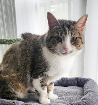 Domestic Short Hair Cats Available for Adoption in Manchester, Maryland - Burnice | PetCurious
