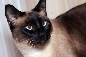 Rescue Siamese Cats for Adoption in Vancouver, Washington - Nay Nay | PetCurious