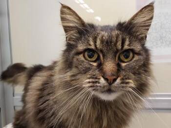 Marcus -  Domestic Long Hair and Domestic Short Hair Cat for Adoption in Bellevue, Washington - Marcus | PetCurious