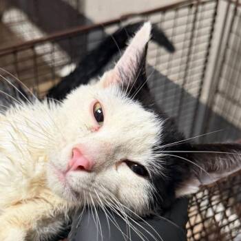 Marlin -  Domestic Short Hair Cat for Adoption in Yuma, Arizona - Marlin | PetCurious