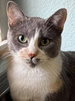 Stella -  Calico Cat for Adoption in Pasadena, Texas - Stella | PetCurious