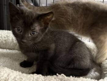 Lincoln -  Domestic Short Hair Cat for Adoption in Wilkesboro, North Carolina - Lincoln | PetCurious