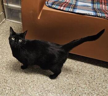 Domestic Short Hair Cats Available for Adoption - EBONY | PetCurious