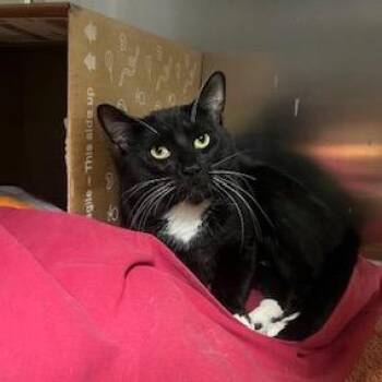 Domestic Short Hair Cats Available for Adoption in Dover, New Hampshire - Spaz | PetCurious