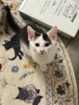 Bambi -  Domestic Short Hair Cat for Adoption in Blaine, Minnesota - Bambi | PetCurious