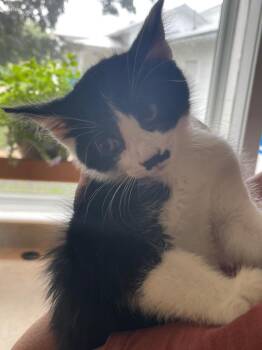Domestic Short Hair Cats Available for Adoption in Westfield, New York - MickyMoustache | PetCurious