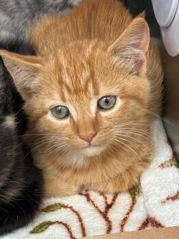 Rescue Domestic Short Hair Cats for Adoption in Hartsville, South Carolina - Pete | PetCurious