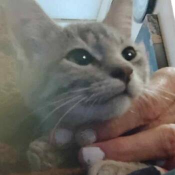 American Shorthair Cats Available for Adoption in Mount Vernon, Arkansas - Fancy | PetCurious