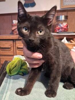Jack -  Domestic Medium Hair Cat for Adoption in Ogden, Utah - Jack | PetCurious