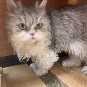 Mimi -  Persian and Selkirk Rex Cat for Adoption in Port Jefferson Station, New York - Mimi | PetCurious