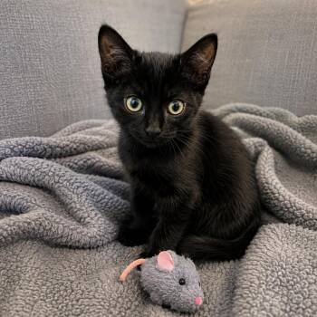 Fern -  Domestic Short Hair Cat for Adoption in Chandler, Arizona - Fern | PetCurious