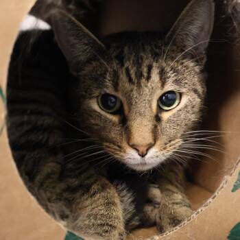 Virtue -  Domestic Short Hair Cat for Adoption in Saint Charles, Missouri - Virtue | PetCurious
