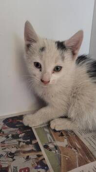 Nemo -  Domestic Short Hair Cat Available for Adoption in Douglasville, Georgia - Nemo | PetCurious