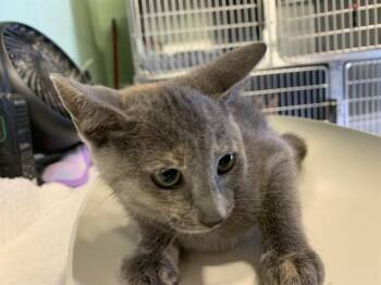 ROSE -  Domestic Short Hair Cat for Adoption in Grand Prairie, Texas - ROSE | PetCurious