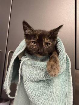 HONEYDEW -  Domestic Short Hair Cat for Adoption in Ontario, California - HONEYDEW | PetCurious