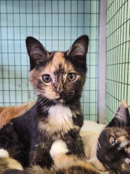 Rescue Domestic Short Hair Cats for Adoption in Crossville, Tennessee - Nexible | PetCurious