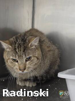 Radinski -  Domestic Short Hair Cat for Adoption in Rocky Mount, North Carolina - Radinski | PetCurious