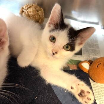 Professor X -  Domestic Short Hair Cat for Adoption in Belleville, Illinois - Professor X | PetCurious