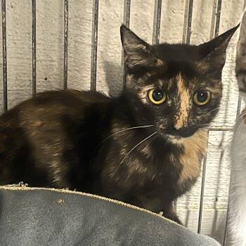 Maple Shade -  Domestic Short Hair Cat for Adoption in Clanton, Alabama - Maple Shade | PetCurious