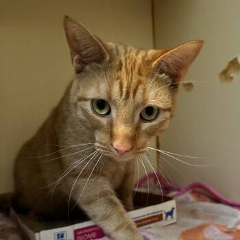 Conan -  Domestic Short Hair Cat for Adoption in Murray, Utah - Conan | PetCurious