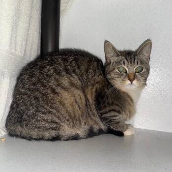 Georgia 050506A -  Domestic Short Hair Cat for Adoption in Amory, Mississippi - Georgia 050506A | PetCurious