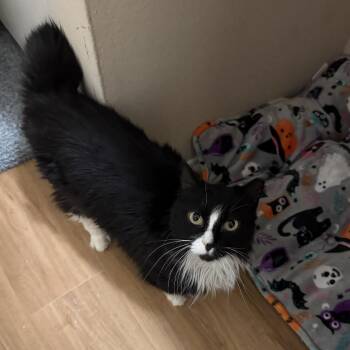 Domestic Medium Hair Cats Available for Adoption in Los Angeles, California - Carolina | PetCurious