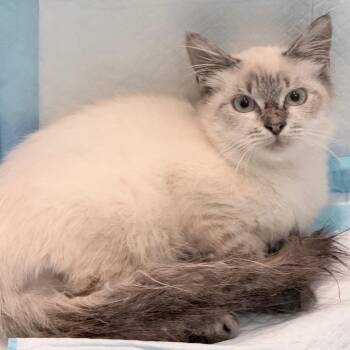 Beau -  Domestic Medium Hair Cat for Adoption in Charlotte, North Carolina - Beau | PetCurious