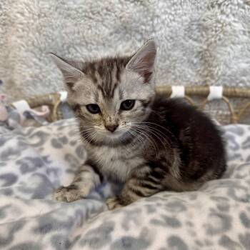 Ty -  Domestic Medium Hair Cat for Adoption in Medford, Oregon - Ty | PetCurious