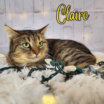 Rescue Domestic Short Hair and Tabby Cats for Adoption in Greensburg, Pennsylvania - Claire | PetCurious
