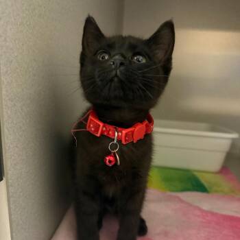 Salem -  Domestic Short Hair Cat for Adoption in Greensboro, North Carolina - Salem | PetCurious