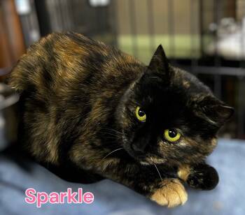 Rescue Domestic Short Hair Cats for Adoption in Jim Thorpe, Pennsylvania - Sparkle | PetCurious