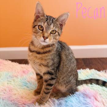 Pecan -  Domestic Short Hair Cat for Adoption in Bethel, Ohio - Pecan | PetCurious