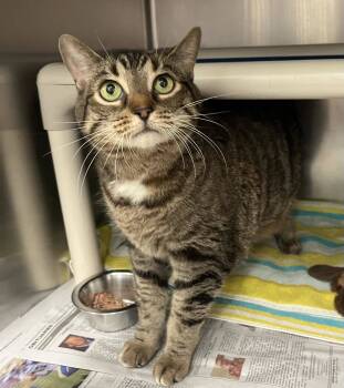 Rescue Domestic Short Hair Cats for Adoption in Toronto, Ontario - GOLIATH | PetCurious