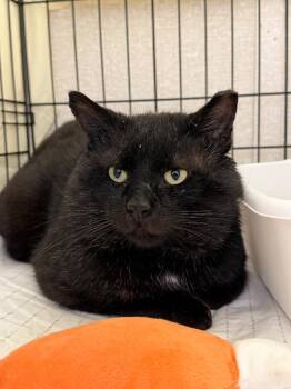 Domestic Short Hair Cats Available for Adoption - Carlo Gambino | PetCurious