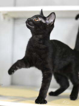 Rescue Domestic Short Hair Cats for Adoption in Montgomery, Texas - Ramon | PetCurious