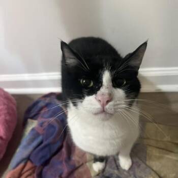Prancer -  Domestic Short Hair Cat for Adoption in Sandy Springs, Georgia - Prancer | PetCurious