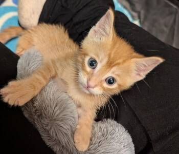 Domestic Short Hair Cats Available for Adoption in Warner Robins, Georgia - Mango | PetCurious